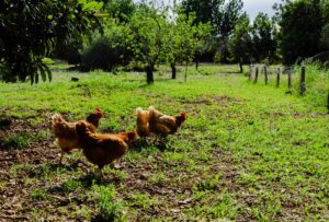Ambiente rural con gallinas en Casa Rincon