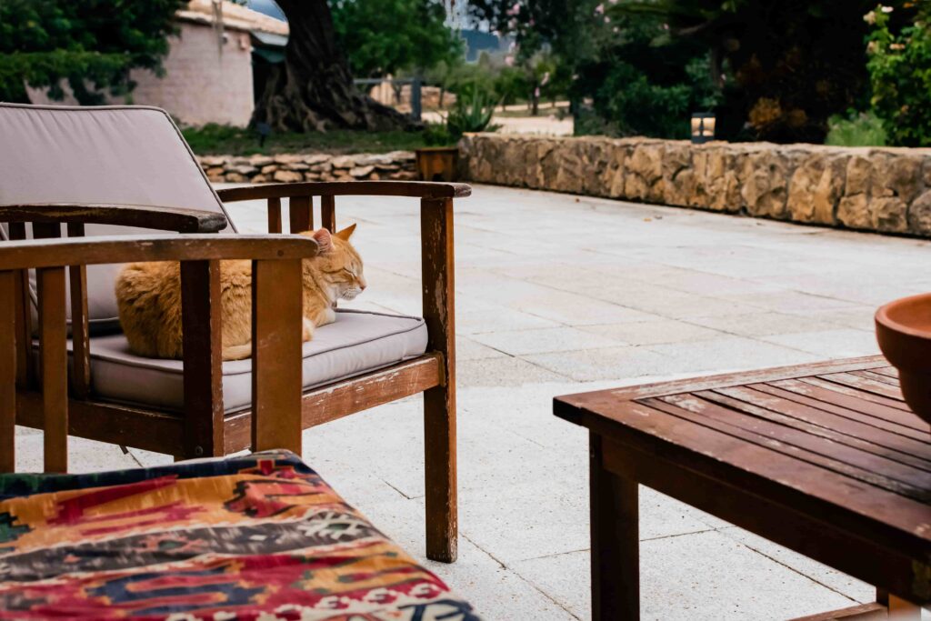 Gato descansando en zona de descanso al aire libre.
