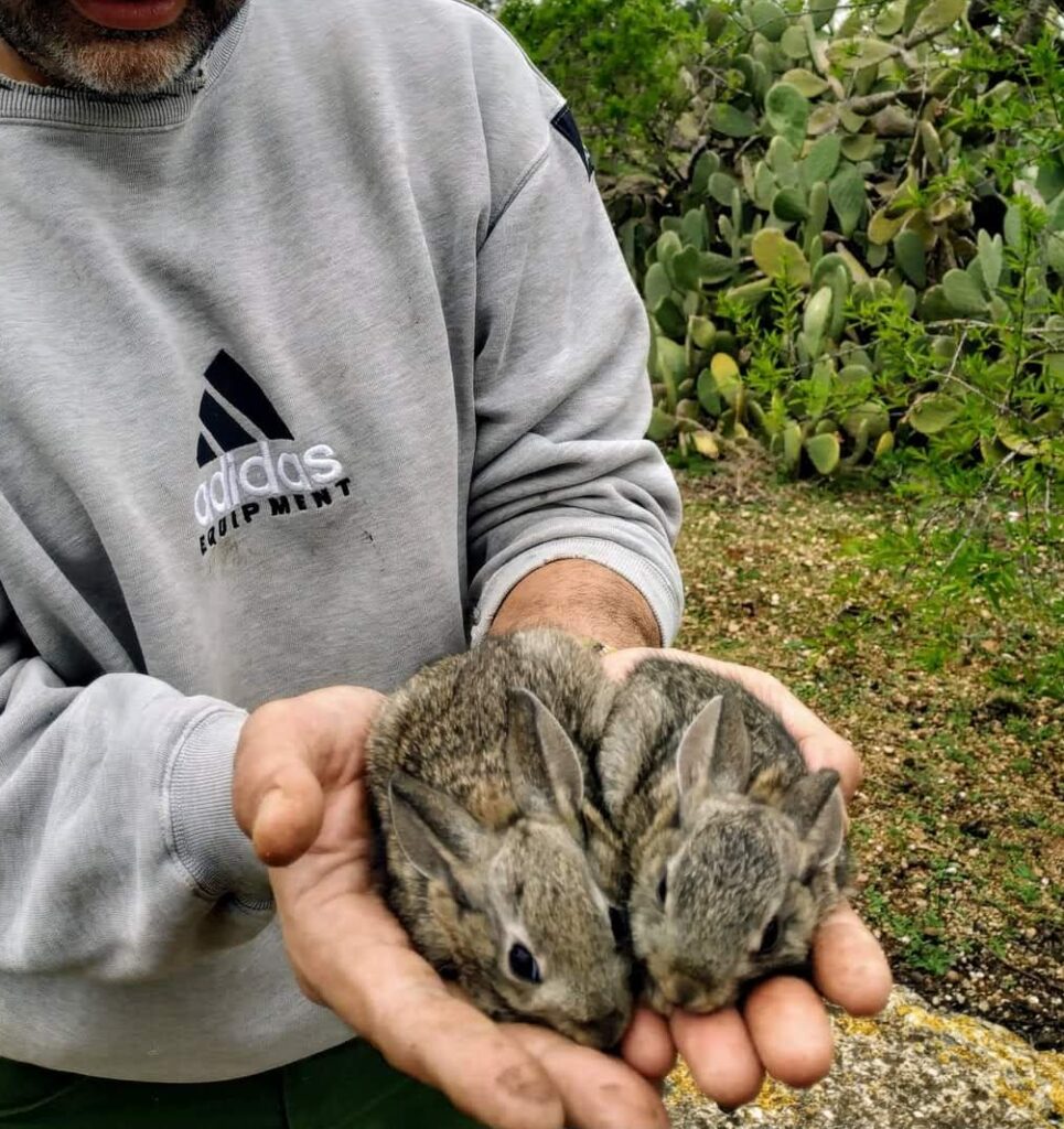conejitos bebes manos campo